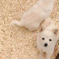 Spitz e chiwawa messicano toy