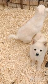 Spitz e chiwawa messicano toy