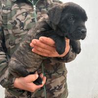 Cucciola di Cane Corso