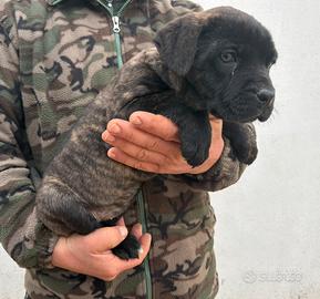 Cucciola di Cane Corso