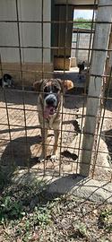 Adozione gratuita cucciolo Dylan