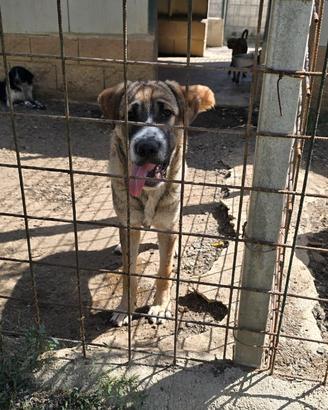 Adozione gratuita cucciolo Dylan