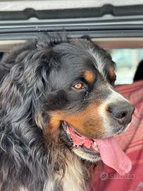 Disponibile bovaro del bernese per monta