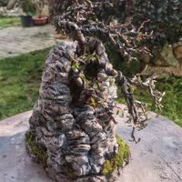 ishizuki bonsai cotoneaster 