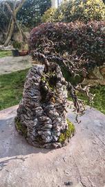 ishizuki bonsai cotoneaster 