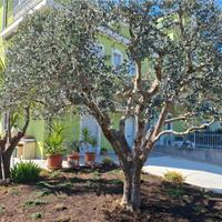 Appartamento con giardino