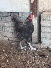 Galline olivegger