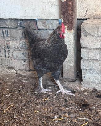 Galline olivegger