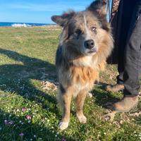 Border collie per monta con pedigree