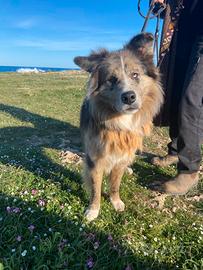 Border collie per monta con pedigree