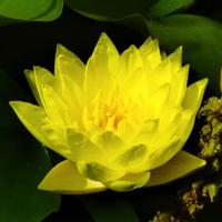 piante acquatiche ninfee