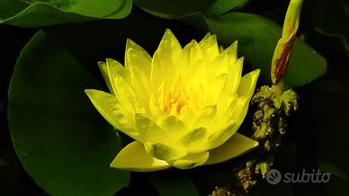 piante acquatiche ninfee