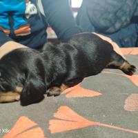 Bassotti nero focato