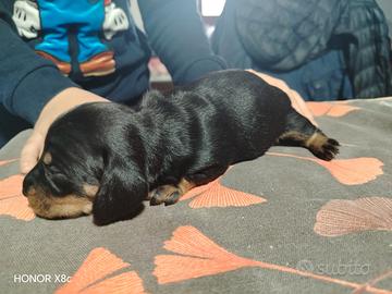 Bassotti nero focato