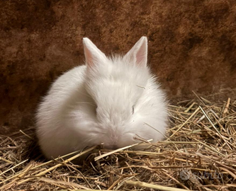 Conigli nani testa di leone