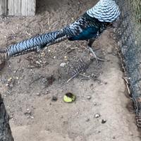 Fagiano Lady mutazione dark