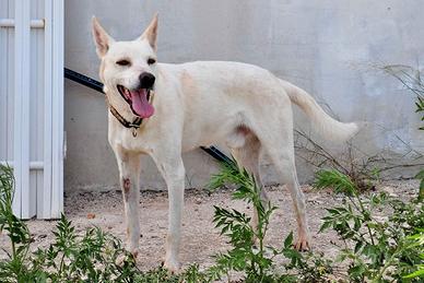 Jhon un cucciolo mai scelto