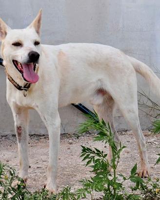 Jhon un cucciolo mai scelto