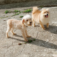 Barboncino toy albicocca