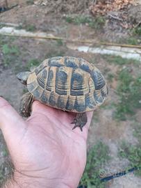 Tartarughe