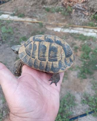 Tartarughe