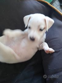 Jack russel