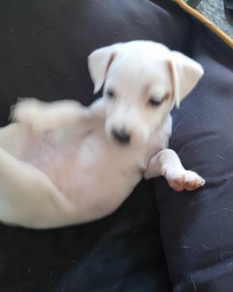 Jack russel