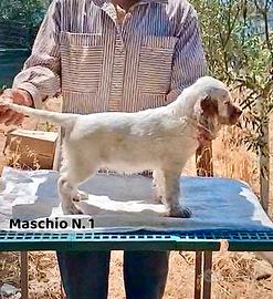 Cuccioli Setter Inglese Genealogia BASSANA