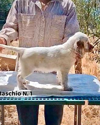 Cuccioli Setter Inglese Genealogia BASSANA