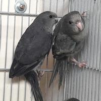 Kakariki grigi gezoomdt dark factor