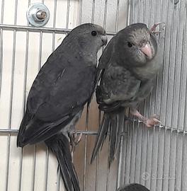 Kakariki grigi gezoomdt dark factor