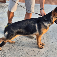Super cuccioli di pastore tedesco
