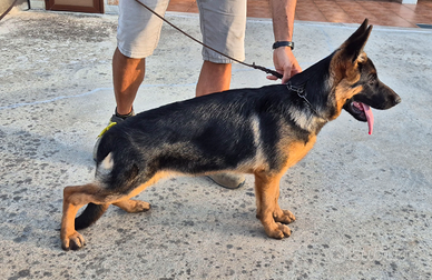 Super cuccioli di pastore tedesco