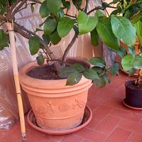 piante  limone 