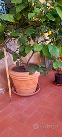 piante  limone 