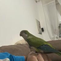 Parrocchietto monaco