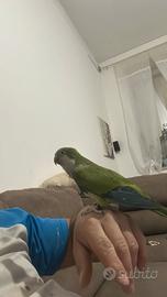 Parrocchietto monaco