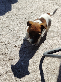 Jack Russell Zampa corta pelo corto