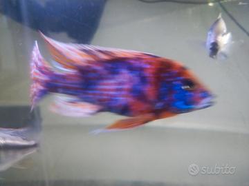Ciclide Aulonocara Marmellada Blu /red/Yellow