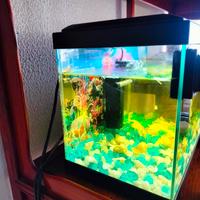 acquario 