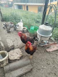 Galletti giovani di 1 anno