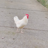 Galletti pura razza livornese