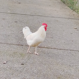 Galletti pura razza livornese