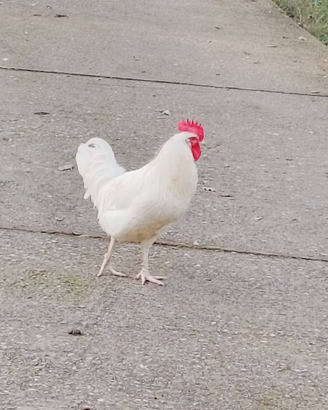 Galletti pura razza livornese