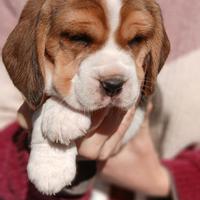 Cuccioli Beagle bigol bigool
