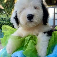 Bobtail cuccioli altissima genealogia