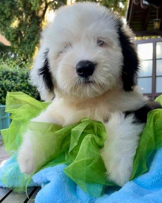 Bobtail cuccioli altissima genealogia