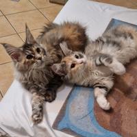 Cuccioline di Maine Coon