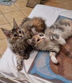 Cuccioline di Maine Coon