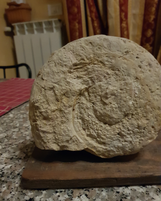 Fossile